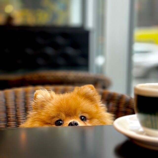 Café dogfriendly Strasbourg